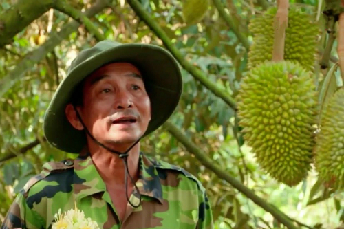 Thu 20 tỷ đồng nhờ bỏ phố lên rừng trồng sầu riêng