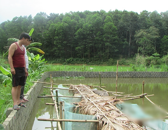 Nghệ An: Một năm 3 vụ, lãi 70 triệu đồng nhờ mô hình trên ếch, dưới cá