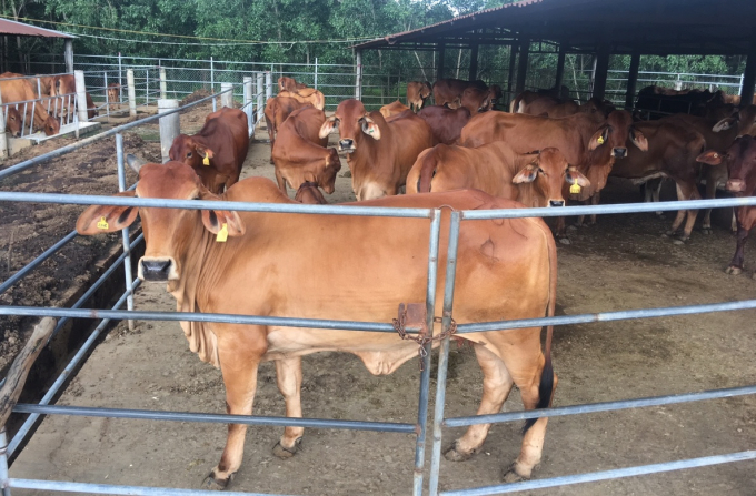 Cận cảnh trại bò "khủng" đa chủng loại tại Đồng Nai