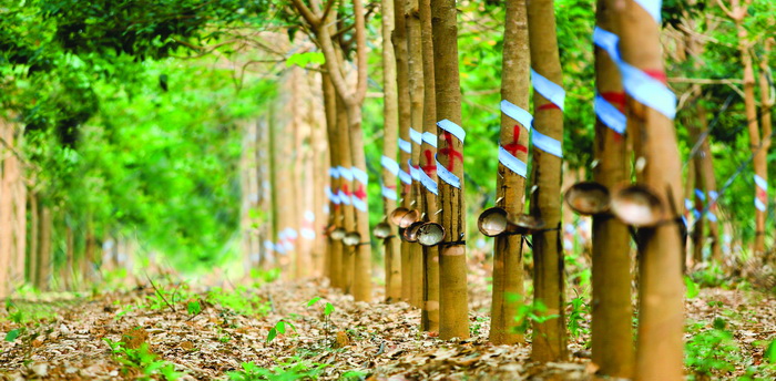 Giá cao su kỳ hạn tại Tokyo ngày 16/8 giảm