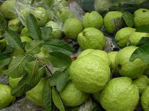 Trồng ổi + bón phân đúng kĩ thuật, thu tiền tươi thóc thật