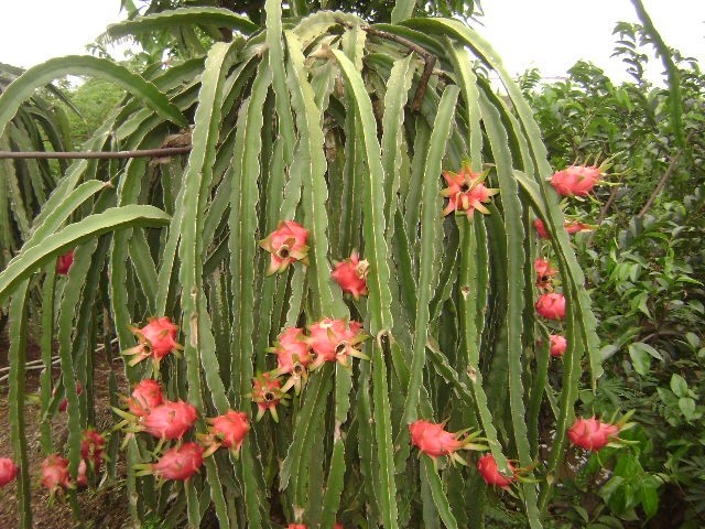 Chuyển đất lúa sang trồng rau ăn quả