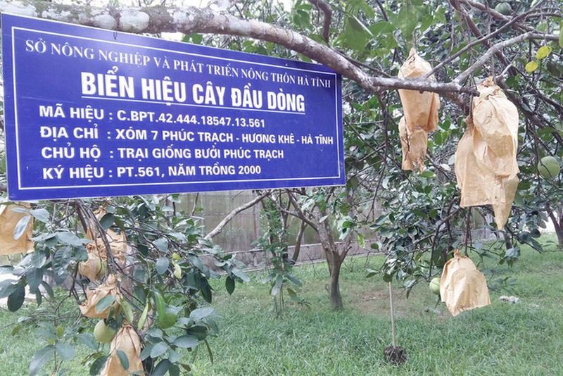 Một trong những trại giống cây bưởi đầu dòng ở xã Phúc Trạch
