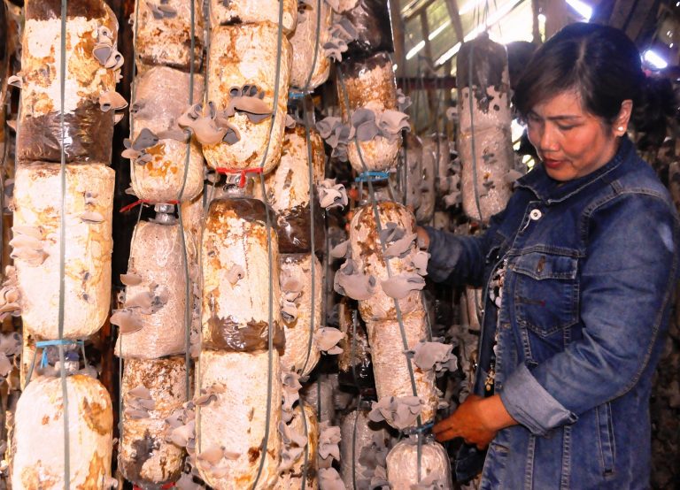 Bán nhà tiền tỷ, hai vợ chồng "đồng tâm" làm trại nấm sạch