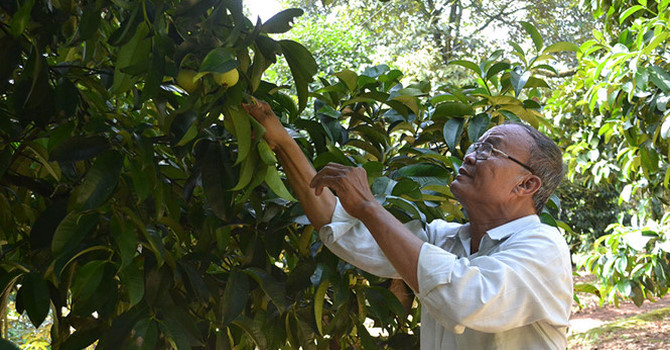 Thu tiền tỷ từ trồng sầu riêng xen măng cụt