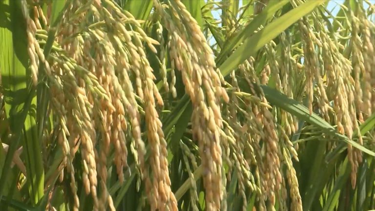 "Kỹ sư" nông dân và kỳ tích tạo ra 5 giống lúa đặc sản