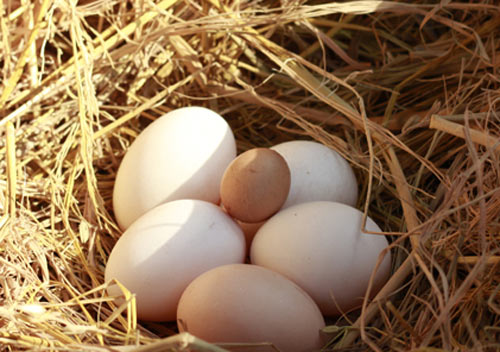 Lão nông xuất khẩu 200.000 trứng tí hon, lãi 12 triệu đồng mỗi ngày