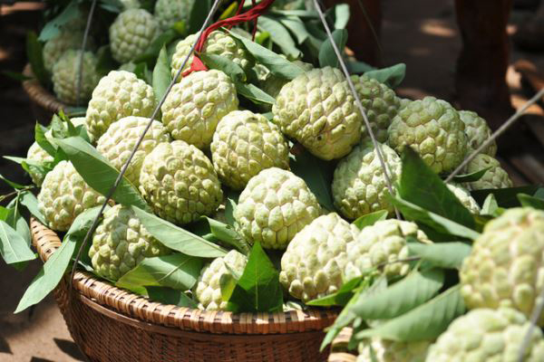 Nông dân trồng na thu nhập cao nhờ áp dụng kỹ thuật mới