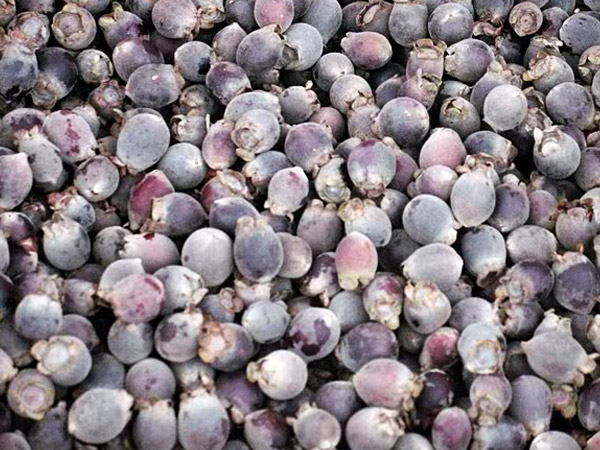 Nông dân lên rừng hái sim bán tiền triệu