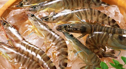 Xuất khẩu tôm sang Trung Quốc tăng 30%