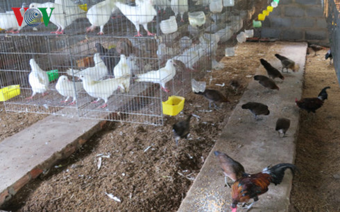 Nuôi bồ câu kết hợp gà rừng giúp nông dân “hái ra tiền"