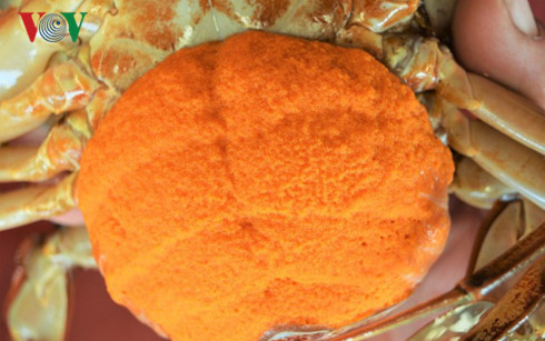 Nghề “vỗ béo” cua mẹ giúp nông dân “hốt bạc“