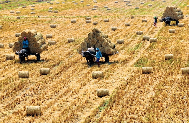 Để xuất khẩu nông sản thoát khó