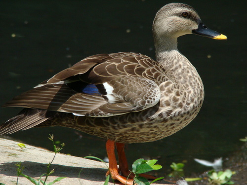 Nuôi vịt trời không lo đầu ra