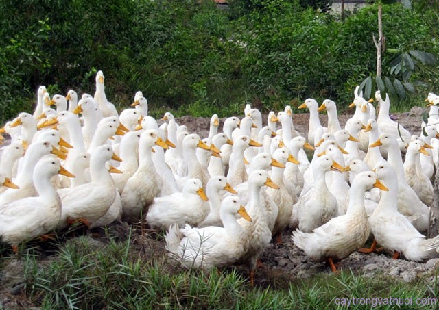 Nể phục: Vượt qua bệnh tật, kiếm hơn 100 triệu/ năm từ nuôi vịt