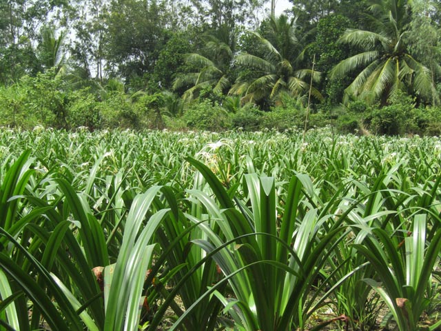 Lạ mà hay: Trồng 10 công lan như cấy lúa, chỉ bán củ, thu nửa tỷ