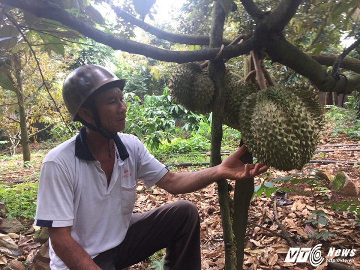 Nông dân Đắk Lắk phấn khởi vì giá sầu riêng lên ngôi