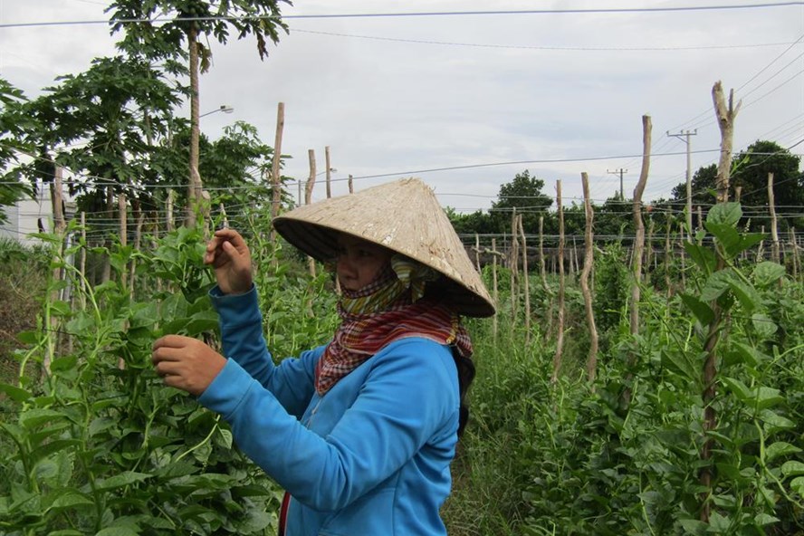 Nông dân chăm sóc mồng tơi.