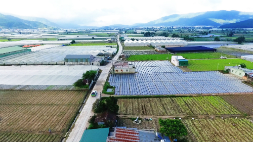 Vựa rau lớn nhất Lâm Đồng sau 5 năm tái cơ cấu nông nghiệp