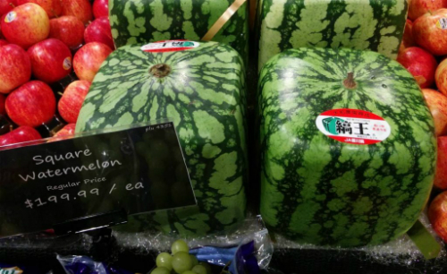 Dưa hấu vuông không ngon nhưng đắt đỏ ở Nhật Bản