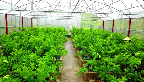 1.000 tấn cam, bưởi Phúc Trạch được doanh nghiệp bao tiêu