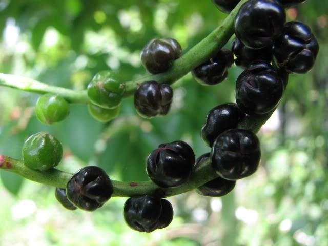 Trồng mồng tơi lấy hạt thu nhập khá