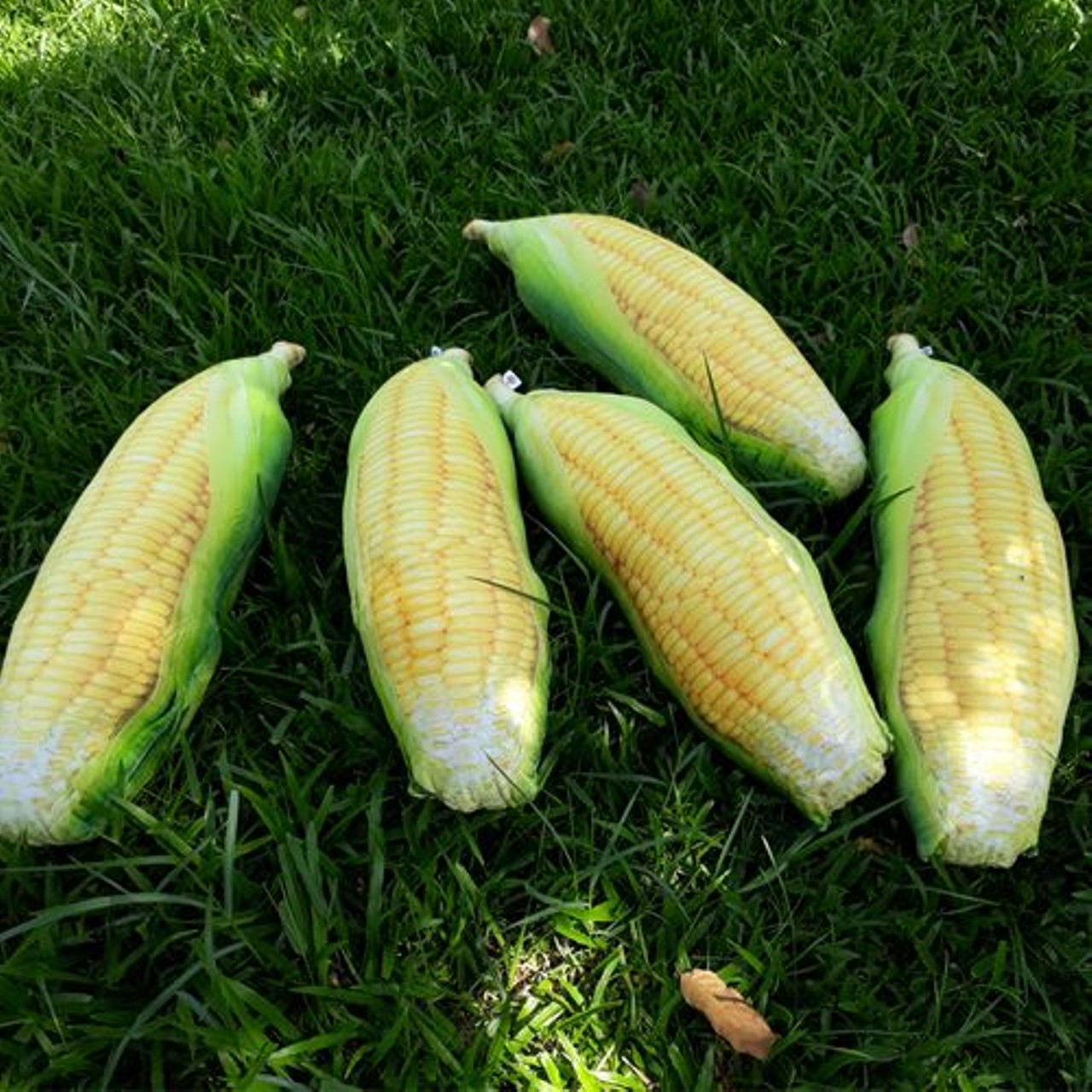 goi-gia-si-2